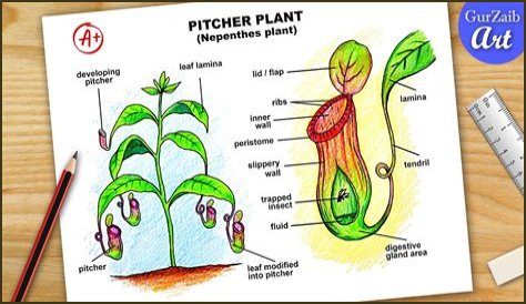 Do pitcher plants eat ants?