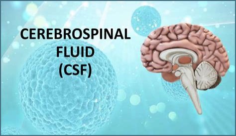 What is the cerebrospinal fluid composed of?