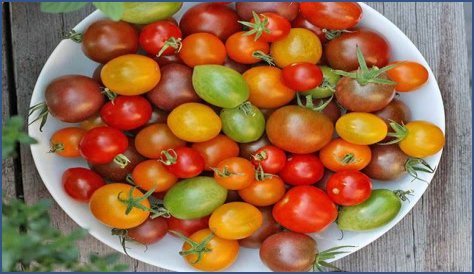 What kind of tomato is the old German?
